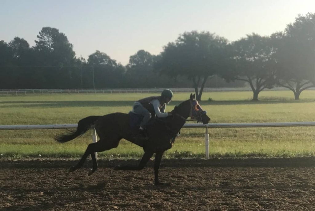 Picture of our young horse working out early in the morning.