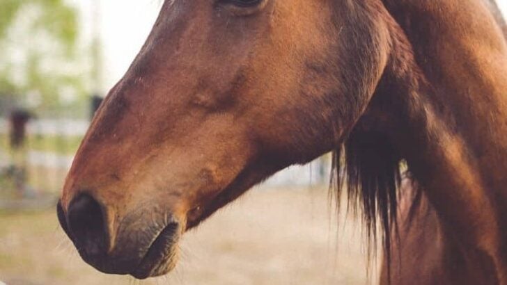 How to Read Horse Ear Positions Like a Pro Trainer