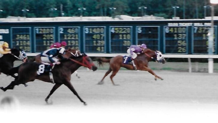 Why Do Racehorses Have Weird Names? 15 Funny Examples & The Strict Rules That Force Creativity