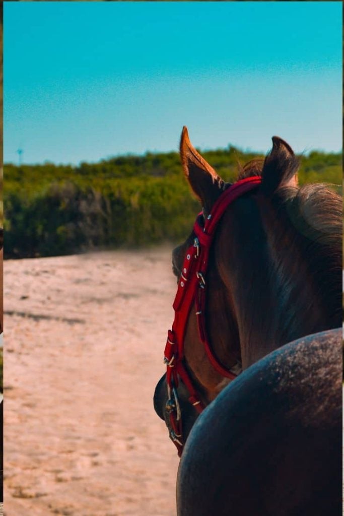gelding, racehorse, horse,castration,