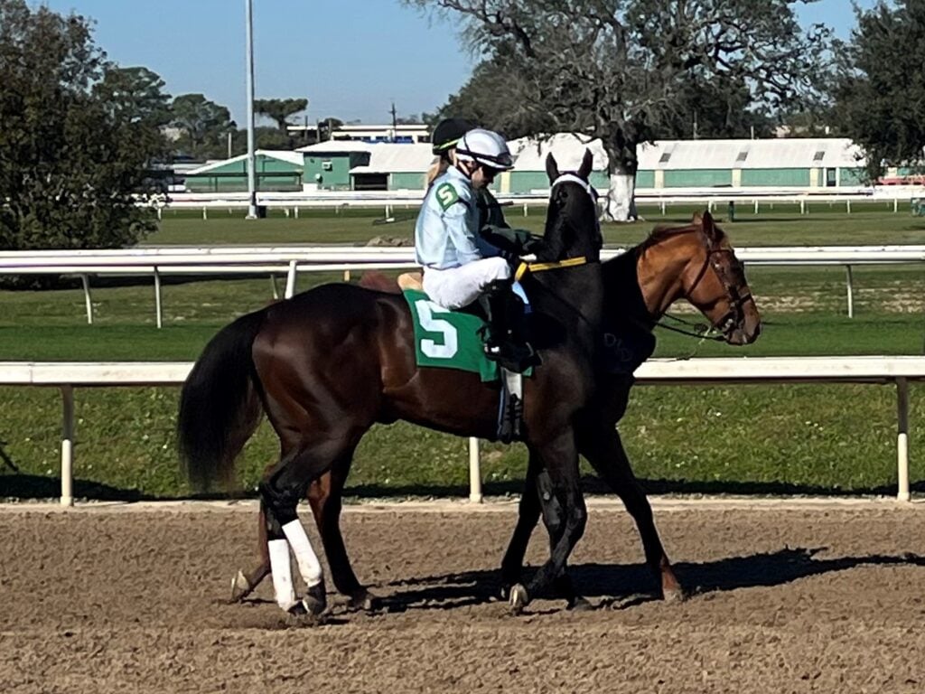 Picture of a race horse with rear leg wraps.