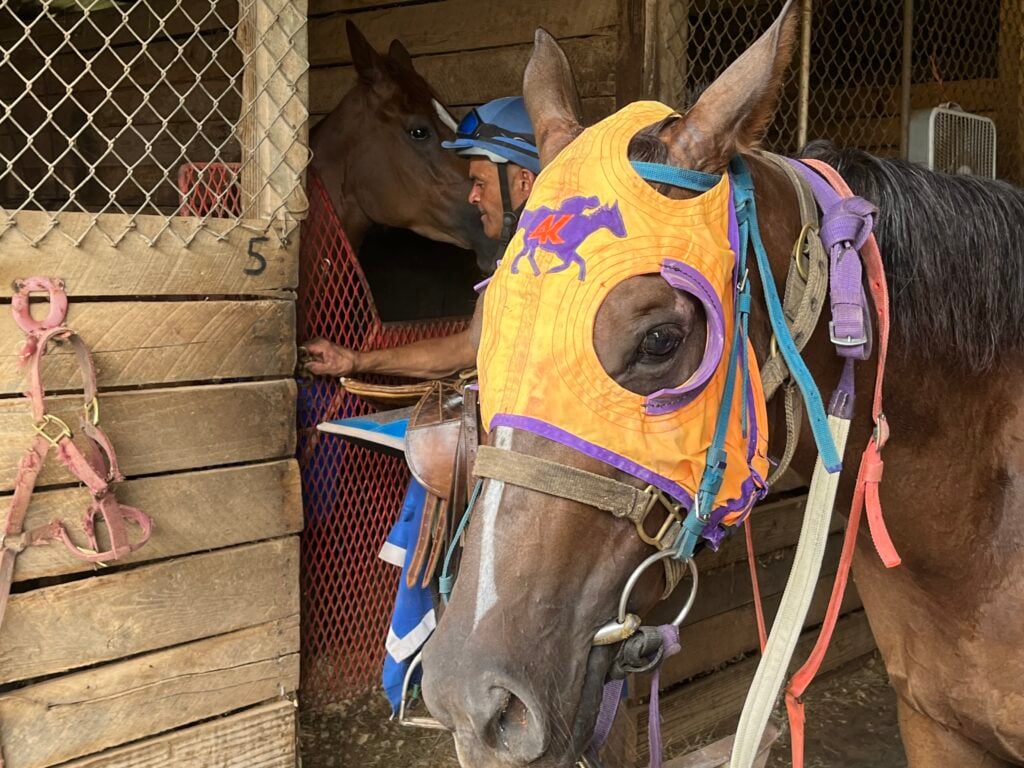 Picture of a horse wearing a mask with blinkers.