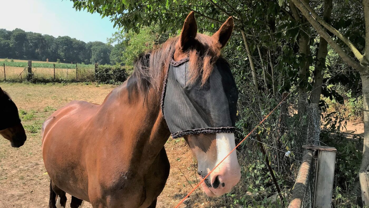 Horse wearing a UV sun mask for protection against sun damage.