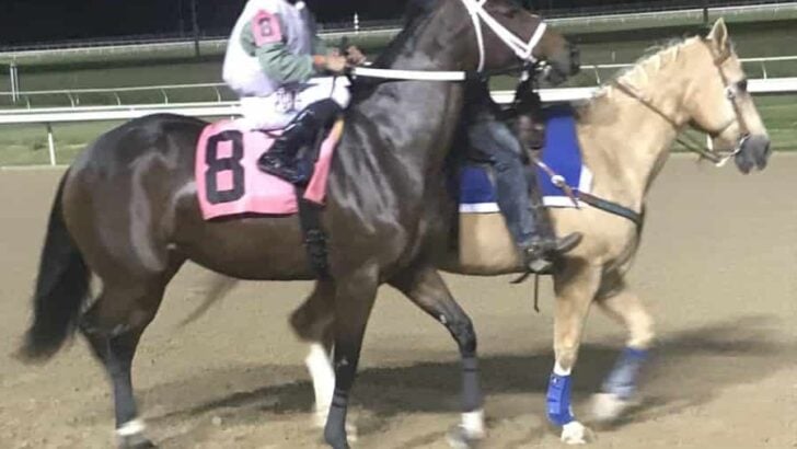 How Often Do Horses Race? Horse Racing Frequency and Facts