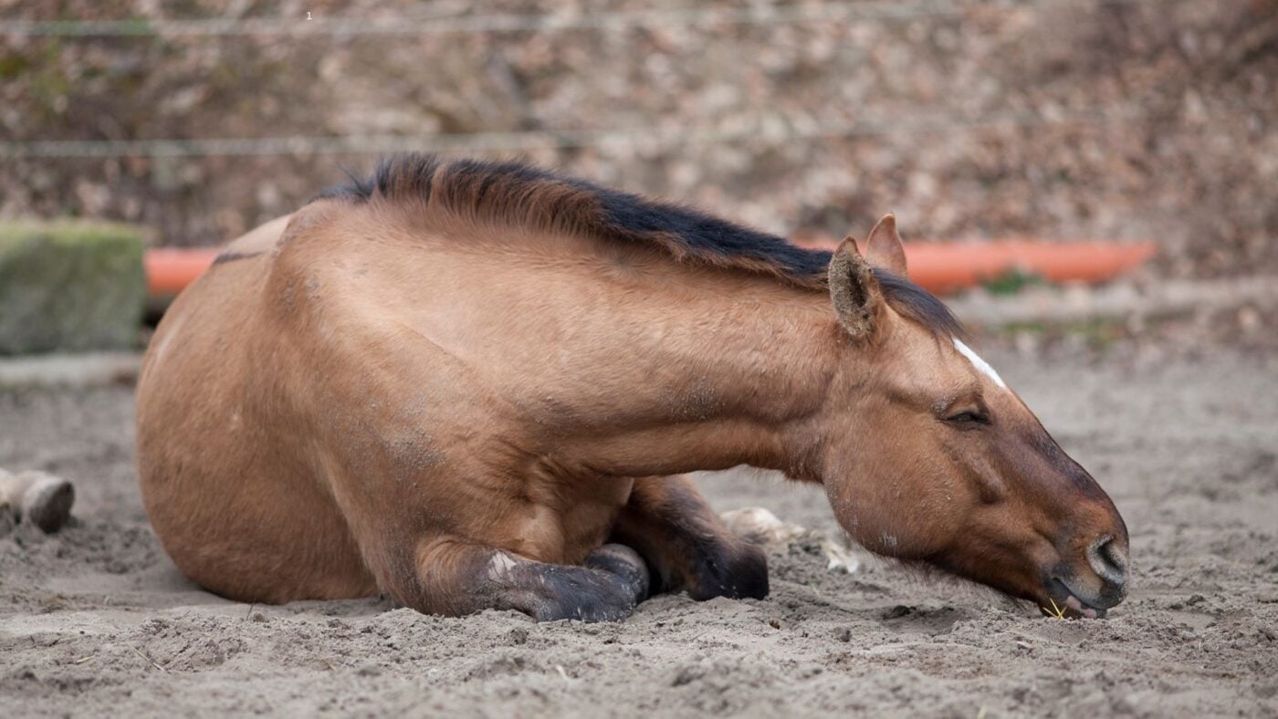 Gelding horse resting calmly after routine gelding surgery under sedation