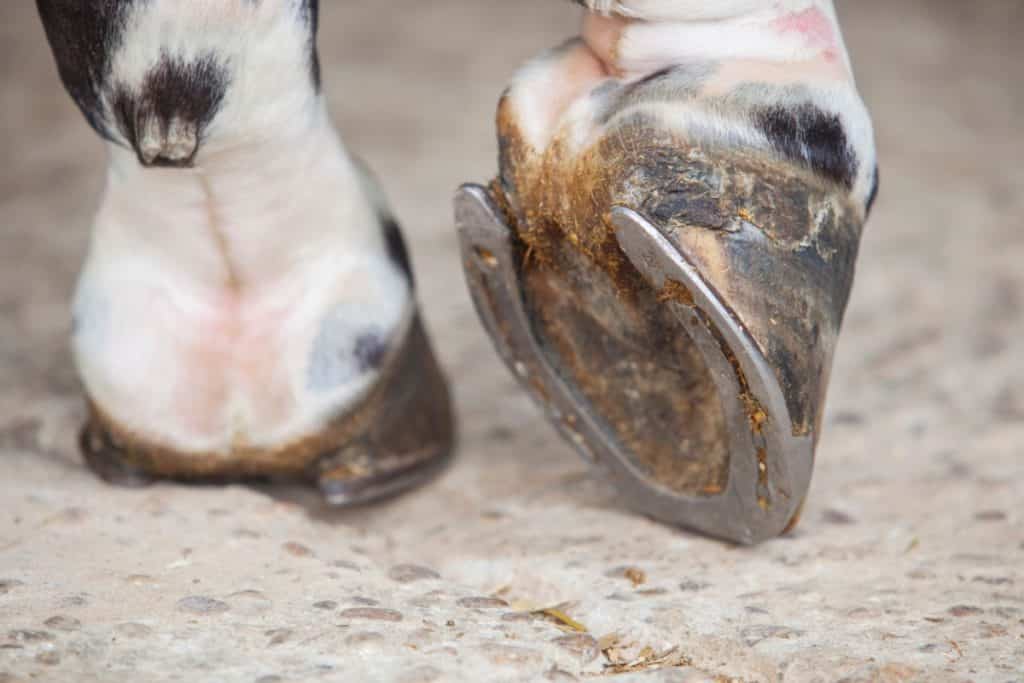 porque os cavalos usam sapatos, ferraduras,