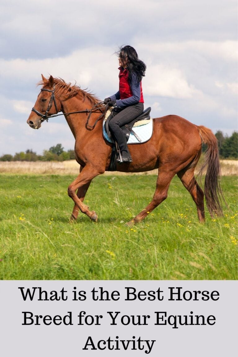 What is the Best Horse Breed? (Top 3 Breeds by Activity)