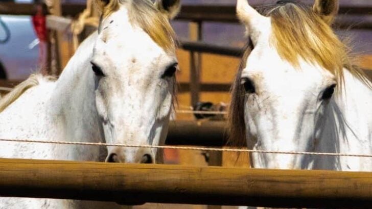 Top 10 Best Horse Breeds for Every Rider’s Needs