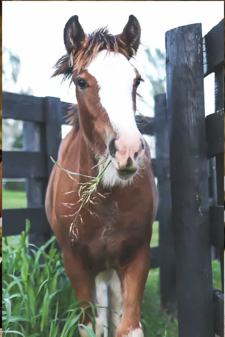 What Does A Horse Eat An Essential Feeding Guide