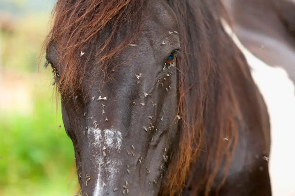 Picture of a horse with flies on its face.  It needs safe horse fly spray.