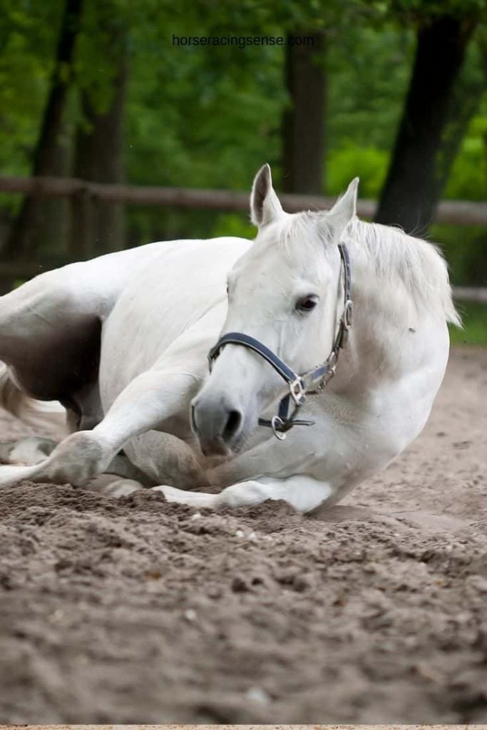 picture of a white horse lying down on the ground,