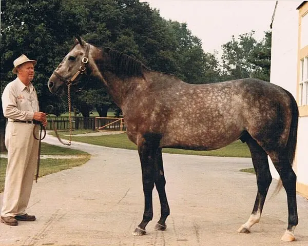 Spectacular Bid, a record-setting racehorse, known for his 1 1/4-mile time in 1980.