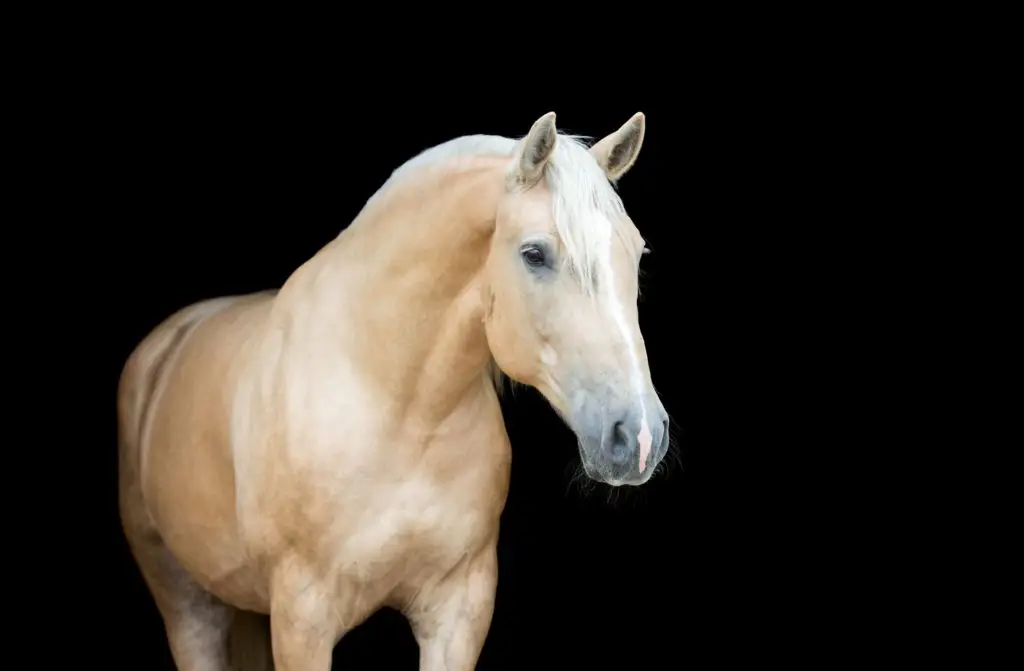 Picture of a Welara Pony.