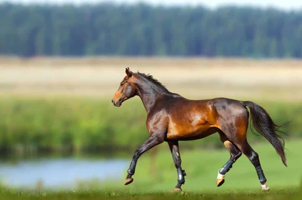 101 Bay Horse Names Males, Stallions, Geldings, and Mares.