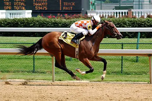 Picture of a blood bay racehorse. 