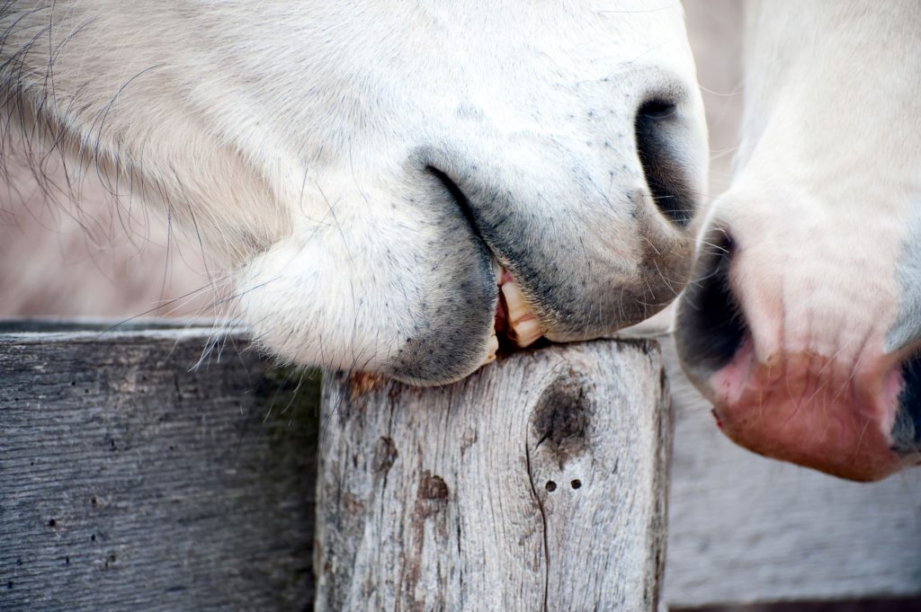 Picture of a horse cribbing on a wooden post.