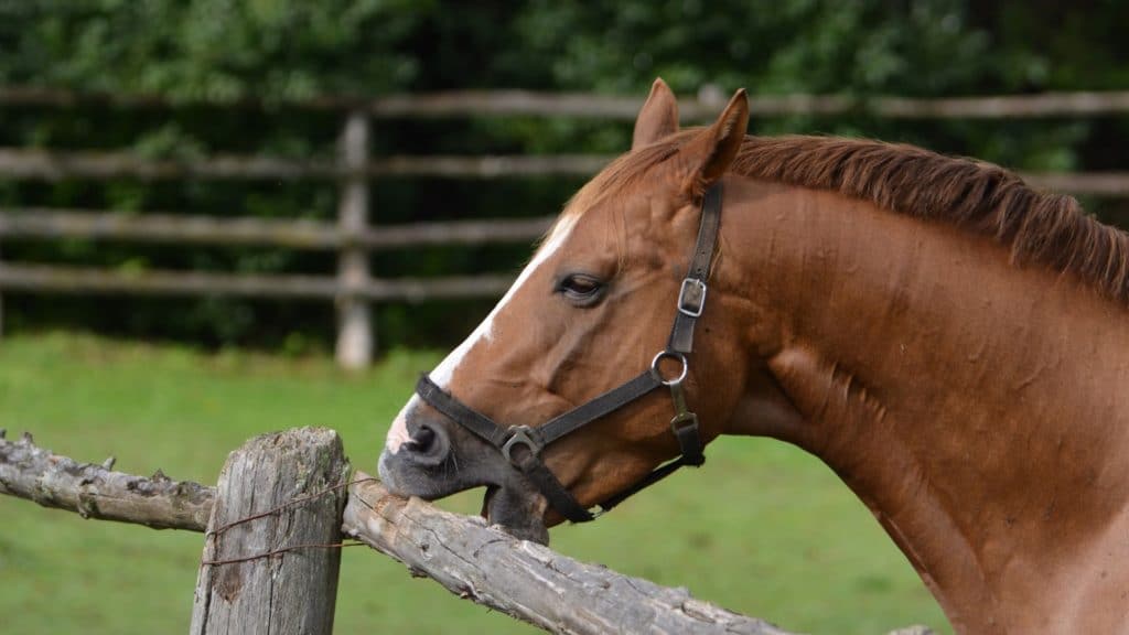 Picture showing a horse sucking air while cribbing. Cribbing horses can damage their neck muscles. 