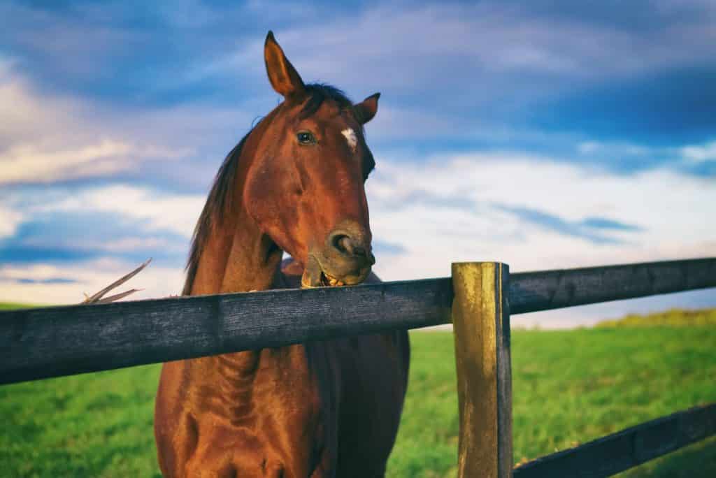 Picture of a horse cribbing on a pasture fence.