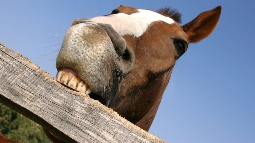 Picture of a horse cribbing on a board fence. 