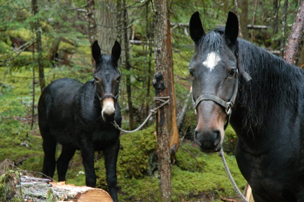 picture of a horse and mule looking at the camera, 