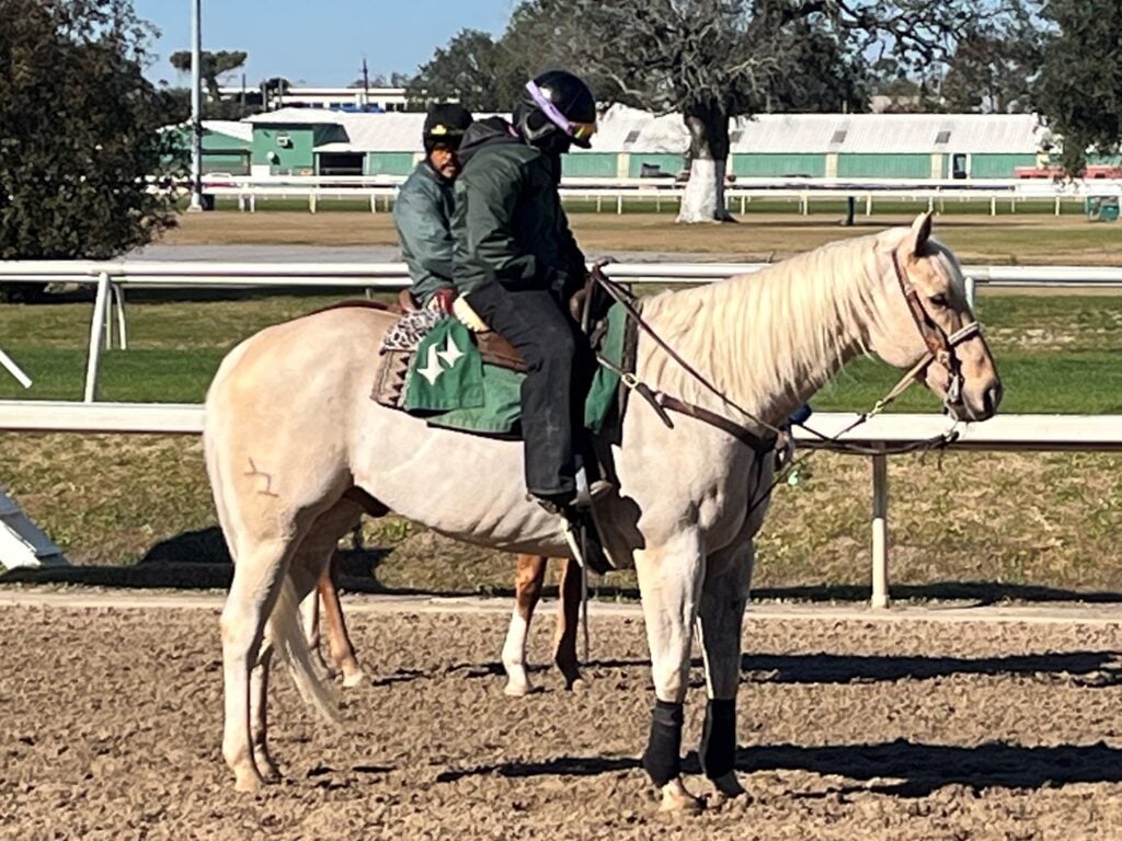 Picture of a palomino pony horse.