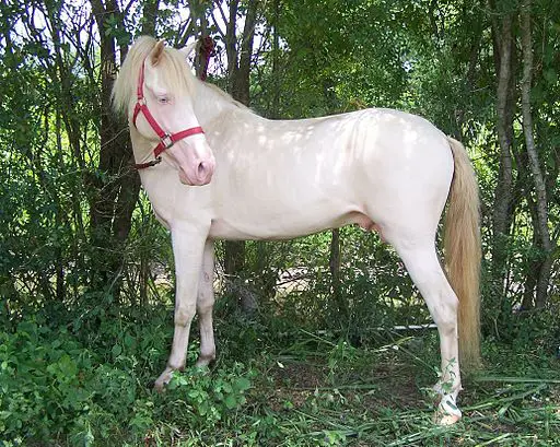 Picture of a cremello horse with blue eyes.