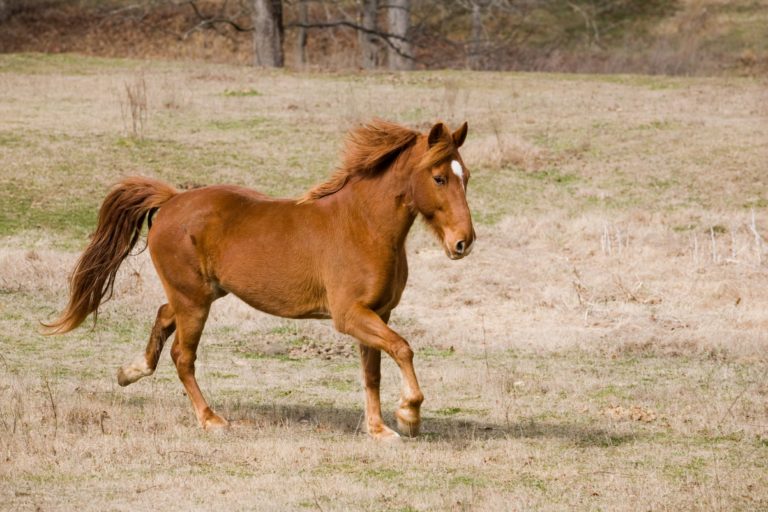 7 Most Common Horse Breeds In The USA Can You Guess Them 