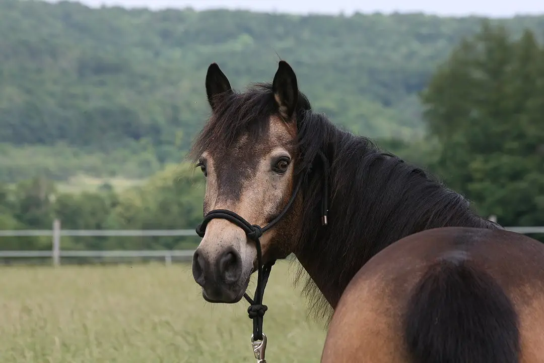 Buckskin horse with a tan coat and dark point jogging.