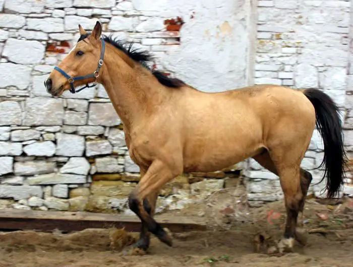 Picture of a standard buckskin horse trotting. 