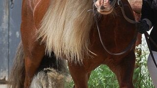 What Horse Breeds Have Long Hair: Long Manes and Tails?
