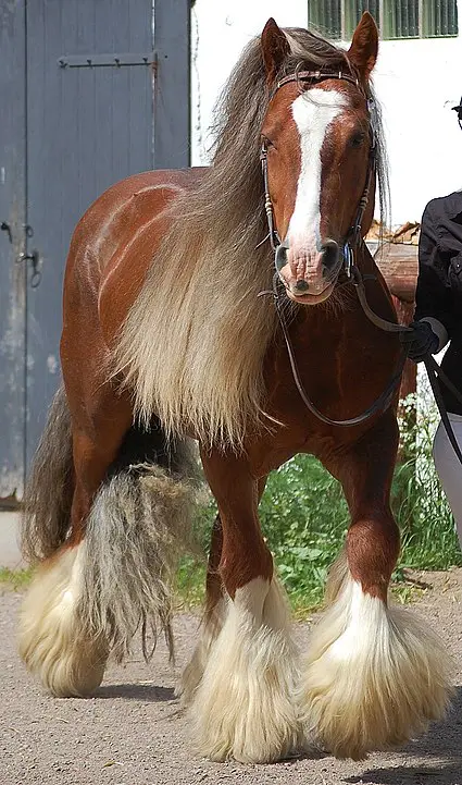 Picture of a Gypsy Vanner horse.