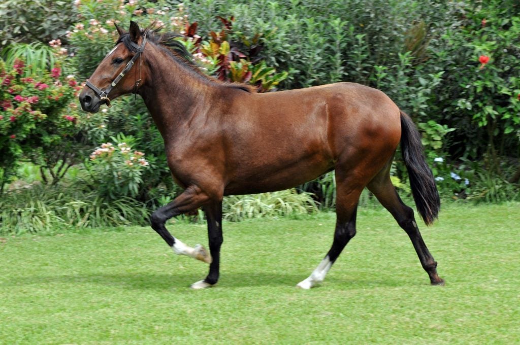 A Peruvian Paso showing its natural gait.