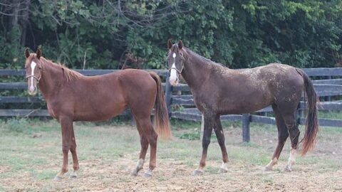 Why Is My Horse Losing Hair? Understanding Equine Alopecia