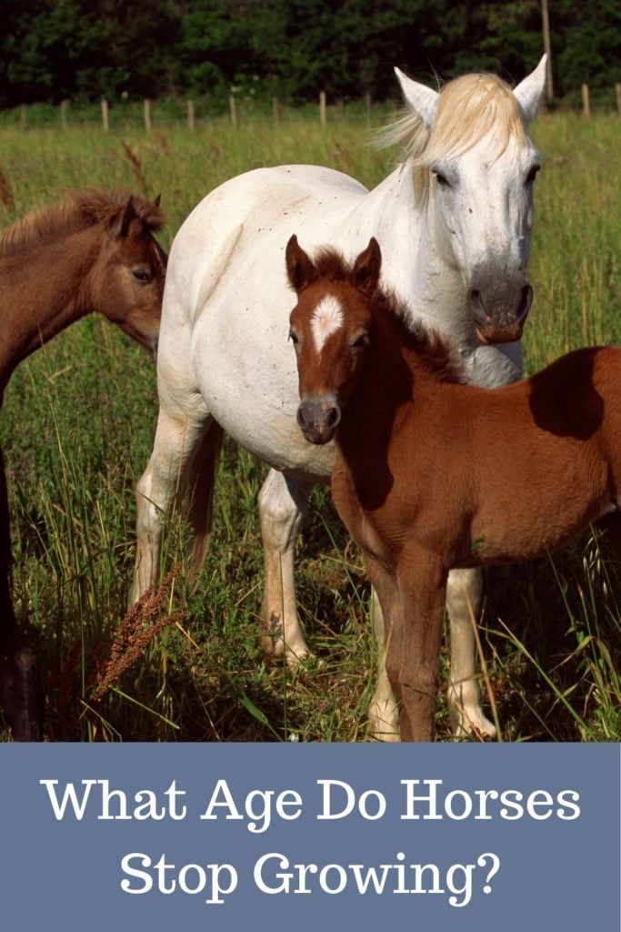 Has Your Horse Stopped Growing? Stages and Signs to Know