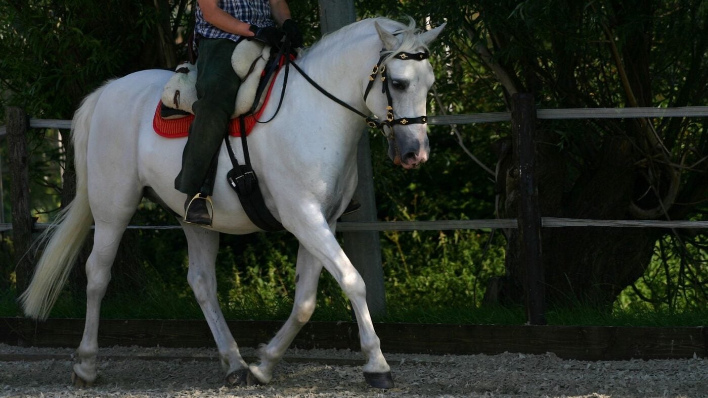 Beginner rider learning on a white Andalusian horse. 