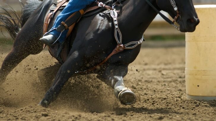 5 Best Horse Breeds for Barrel Racing.