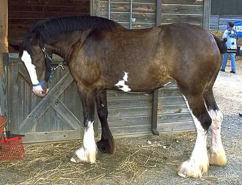 Picture of a draft horse with his tail docked. 