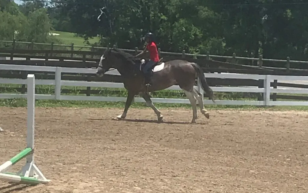 Picture of a girl during her horse riding lessons, she is riding a Percheron.