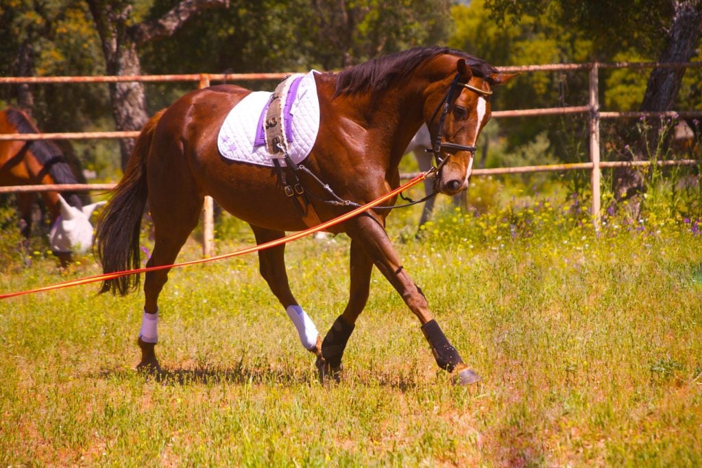 imagem de um jovem cavalo de corrida em uma linha de Estocada, 