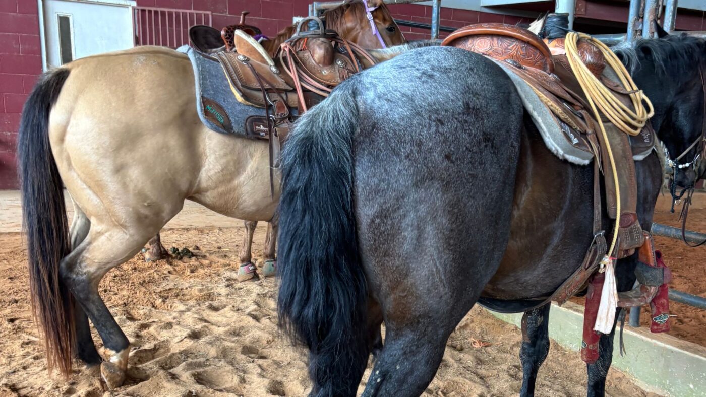 Dun horse with a classic dorsal stripe standing next to a blue roan horse, showing natural coat color contrast in Thoroughbred-related breeds.