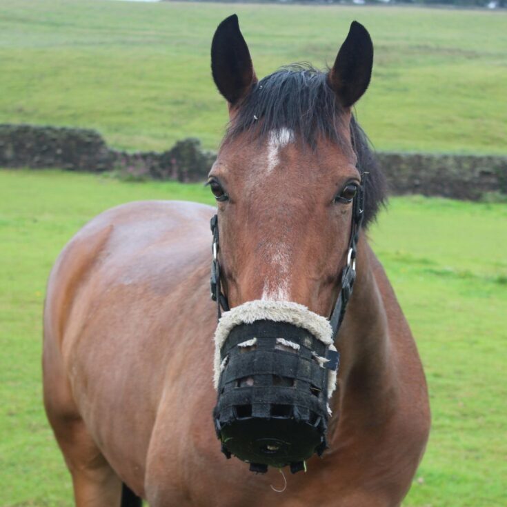 Muselière Equi-Prene Pour Poney/cheval - Mini Taille Rose - Empêche De Trop Manger