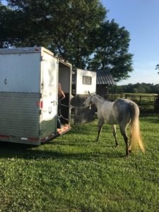 Picture of a horse loading in a horse trailer,