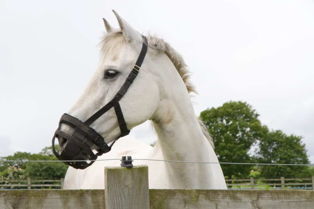 Grazing Muzzles For Horses The Advantages And Drawbacks Horse