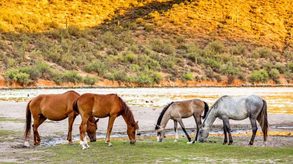 Picture of horses grazing in the wild.