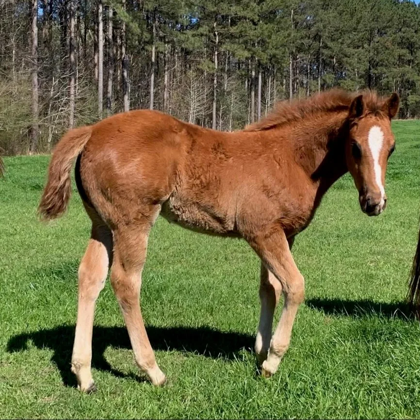 Picture of a chesnut baby horse.