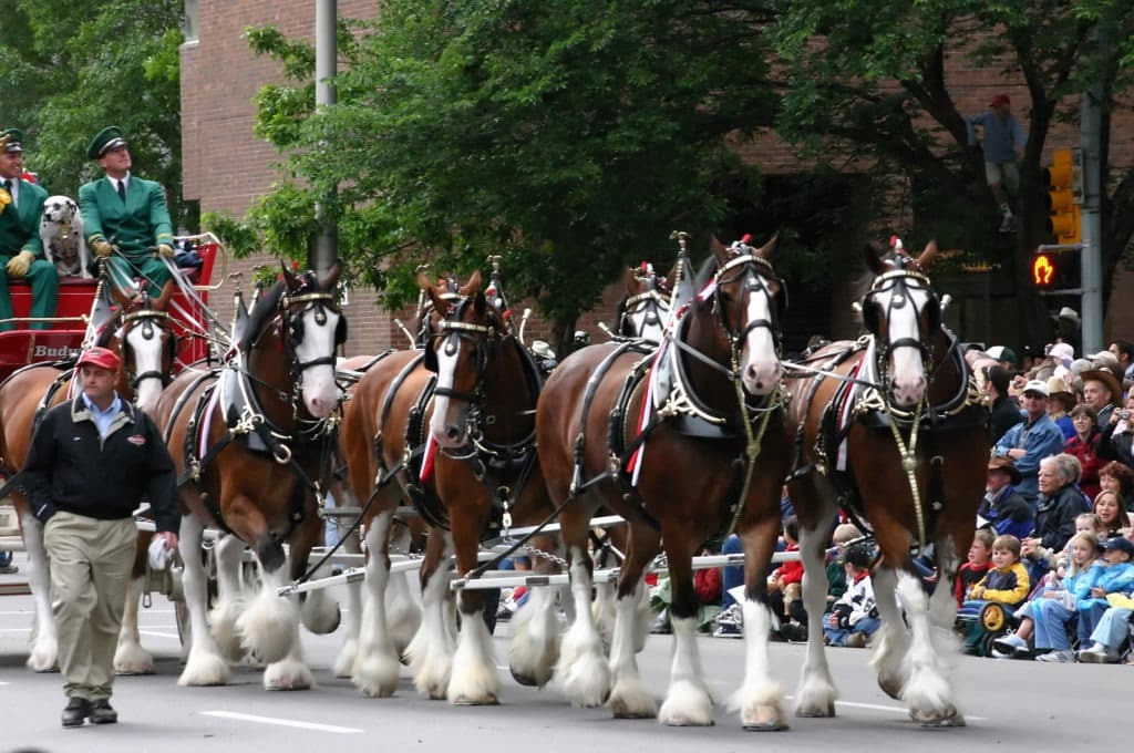 clydesdale2