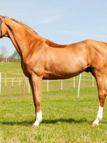 Picture of a Thoroughbred horse