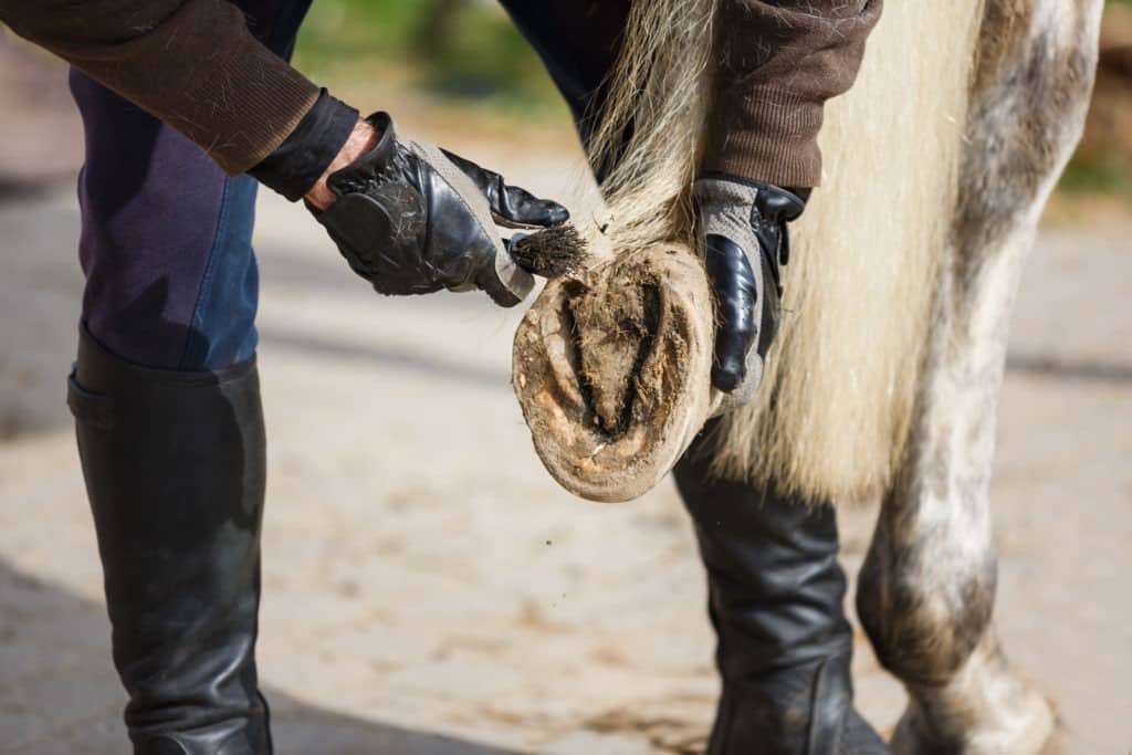 Picture of a person picking out a horses hoof. 