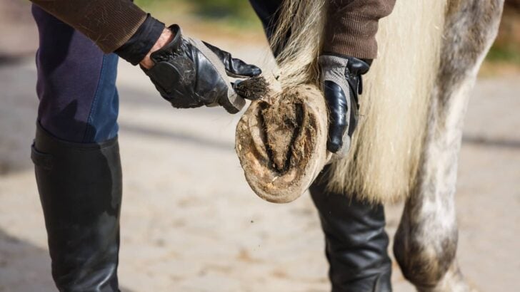 Do Thoroughbreds Have Bad Feet? 5 Traits of Poor Horse Hoofs
