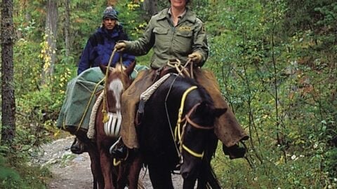 Are Thoroughbreds Good Trail Riding Horses?